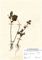 藏品(倉耳)的圖片
